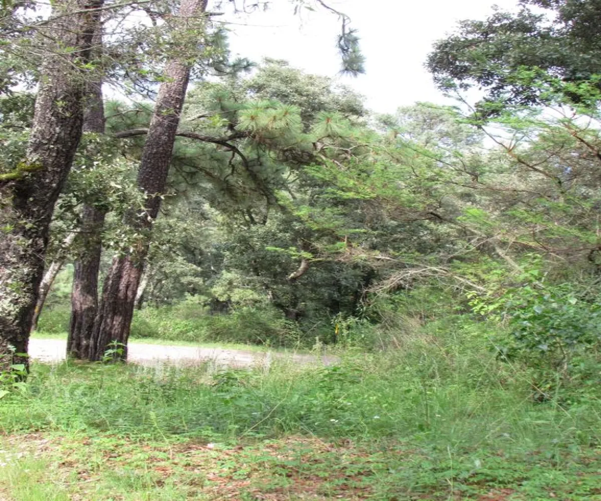 Terreno En Venta,Tapalpa,Terreno 91 Hacienda San Francisco Coto Valle Abierto 91, Tapalpa, Jalisco 49340,Terreno 91 Hacienda San Francisco Coto Valle Abierto ,p01MRkg