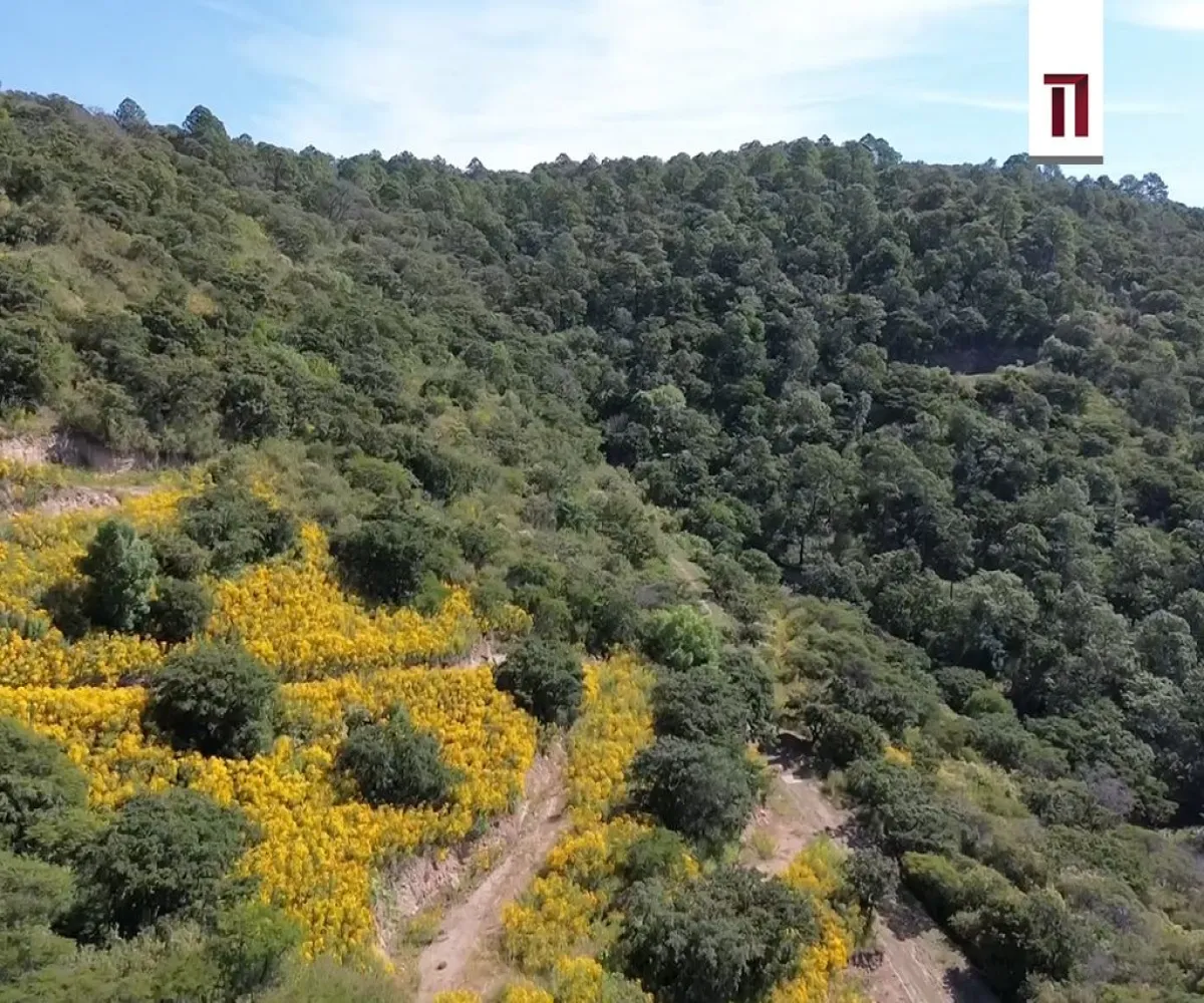 Terreno En Venta,Tapalpa,Reserva Los Magos s/n, Tapalpa, Jalisco 49340,Reserva Los Magos,p3tzQXw