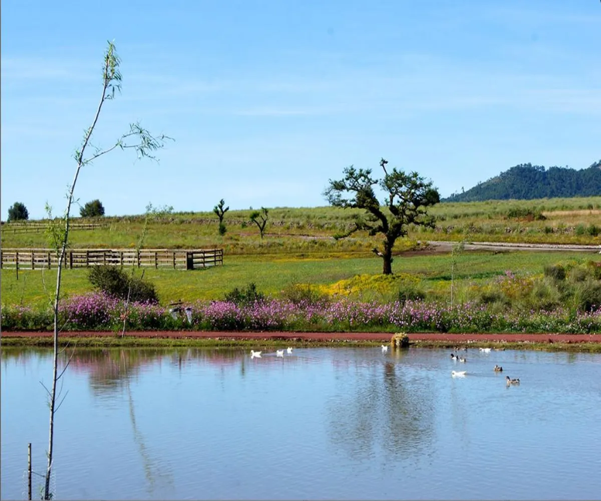 Terreno En Venta,Los Espinos,los reflejos S/N, Tapalpa, Jalisco 49346,los reflejos,p8NSGJh