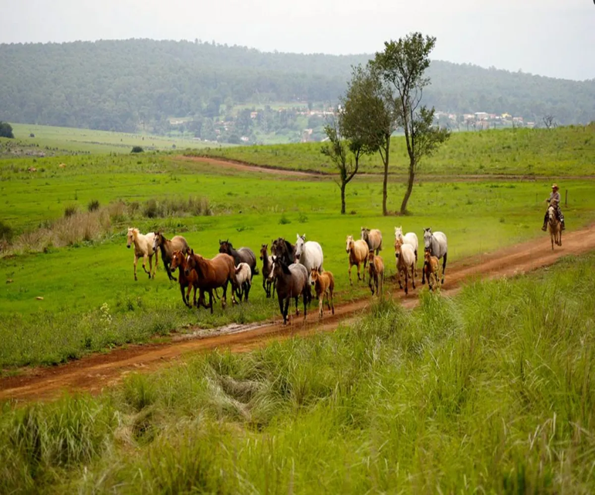 Terreno En Venta,Los Espinos,los reflejos S/N, Tapalpa, Jalisco 49346,los reflejos,p8NSGJh