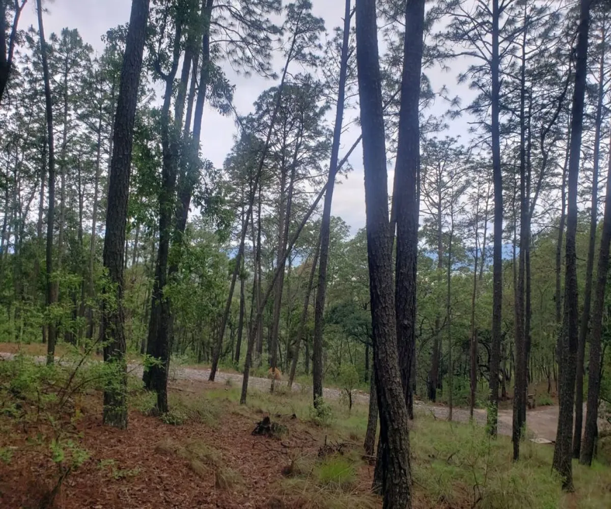 Terreno En Venta,Fraccionamiento Bosques de la Cañada,Km 5.5 Carretera la frontera Atemajac de Brizuela 25, Tapalpa, Jalisco 49368,Km 5.5 Carretera la frontera Atemajac de Brizuela ,1,pO7U4Iw