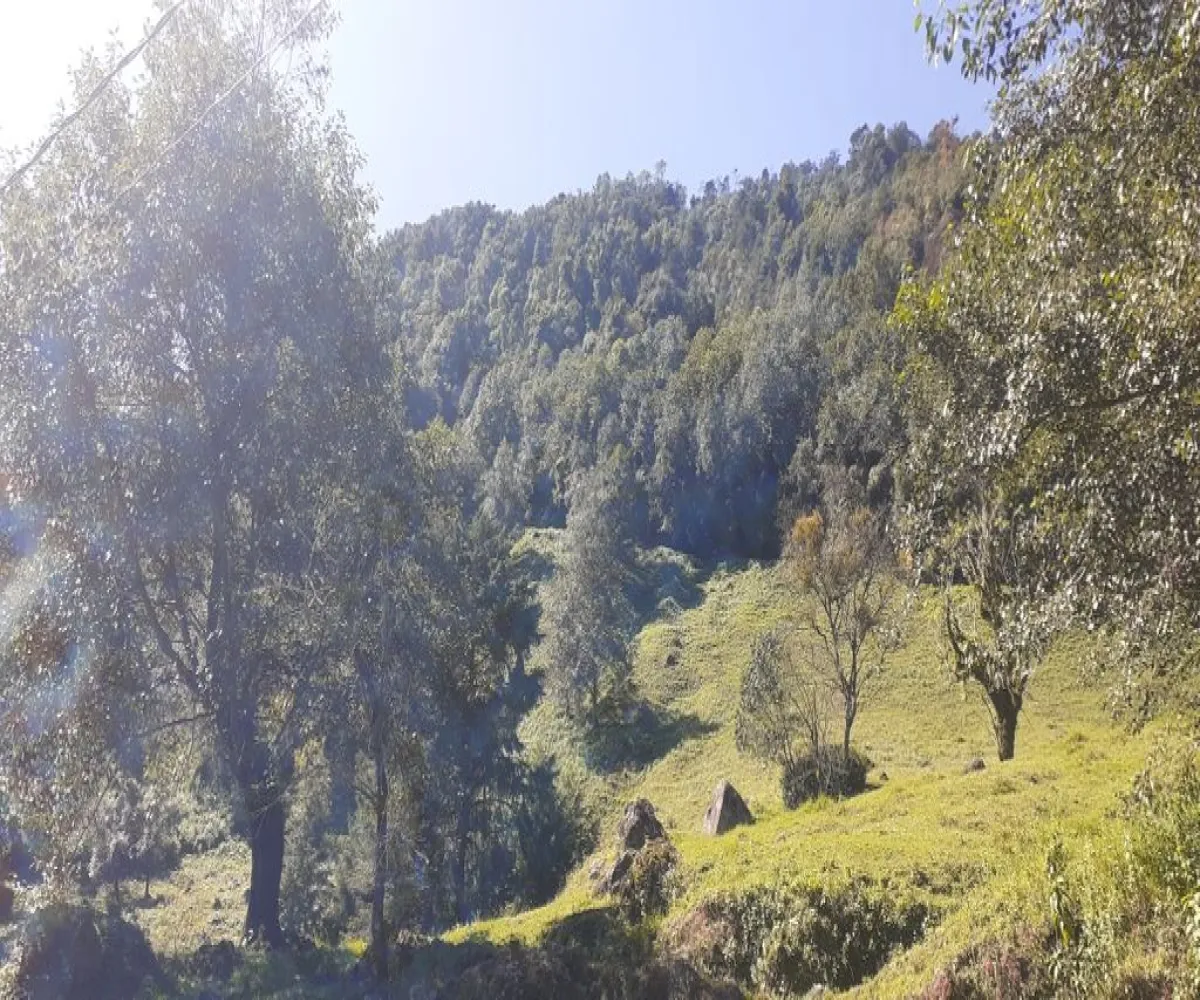 Terreno En Venta,La Viejita,LA VIEJITA S/N, Tenango de Doria, Hidalgo 43488,LA VIEJITA,1,prnZt2Z