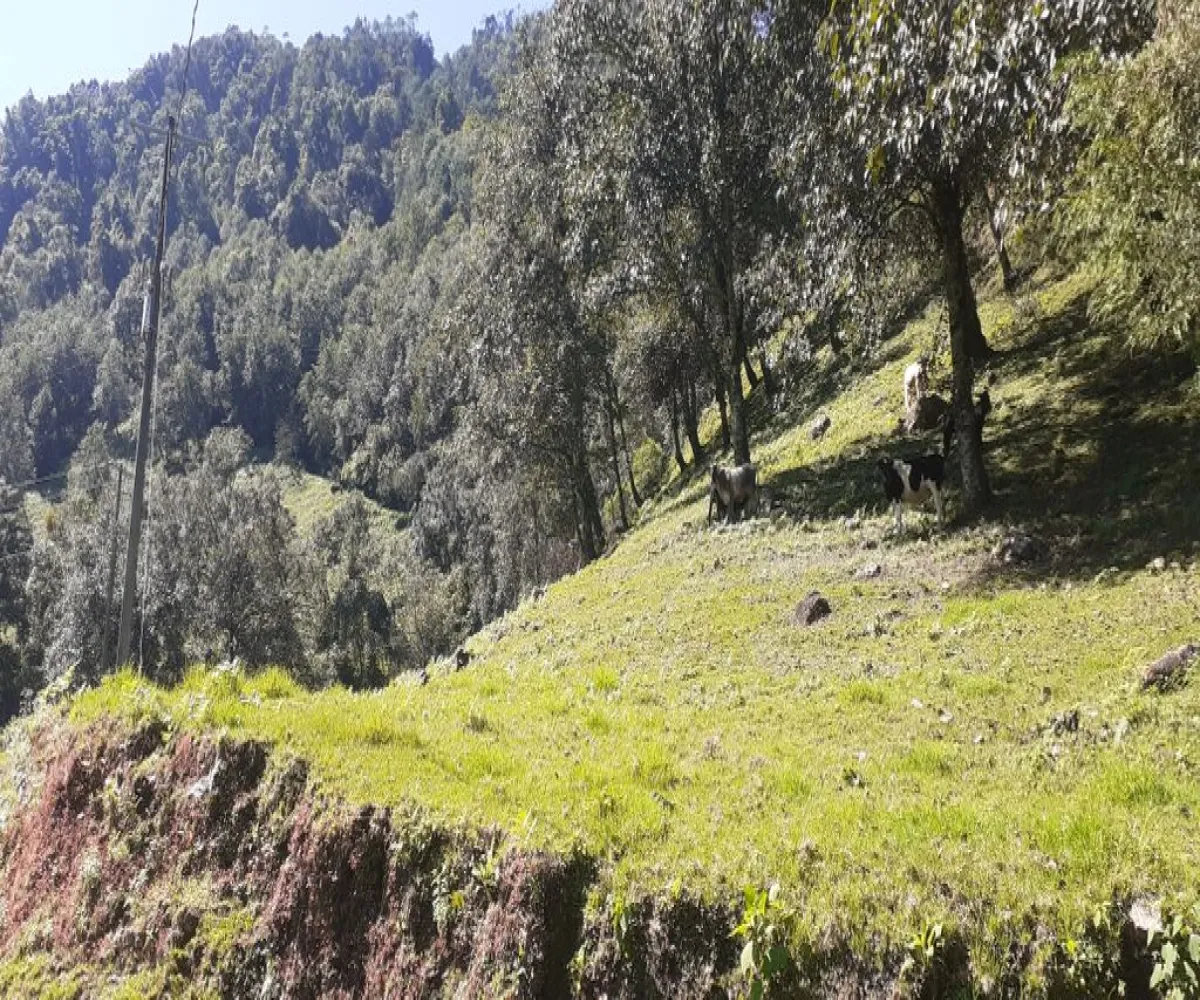 Terreno En Venta,La Viejita,LA VIEJITA S/N, Tenango de Doria, Hidalgo 43488,LA VIEJITA,1,prnZt2Z