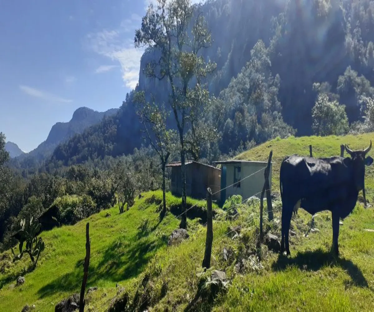 Terreno En Venta,La Viejita,LA VIEJITA S/N, Tenango de Doria, Hidalgo 43488,LA VIEJITA,1,prnZt2Z