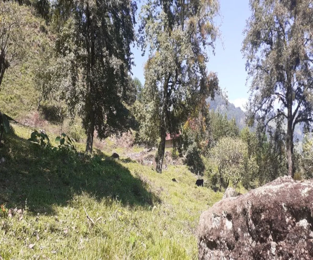 Terreno En Venta,La Viejita,LA VIEJITA S/N, Tenango de Doria, Hidalgo 43488,LA VIEJITA,1,prnZt2Z