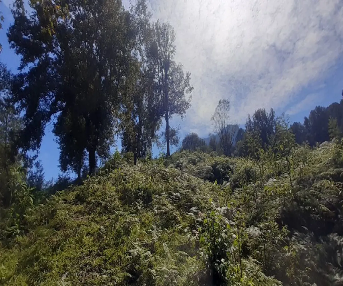 Terreno En Venta,La Viejita,LA VIEJITA S/N, Tenango de Doria, Hidalgo 43488,LA VIEJITA,1,prnZt2Z