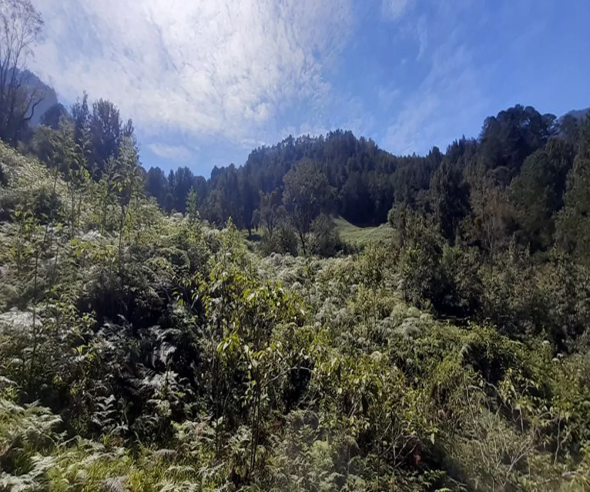 Terreno En Venta,La Viejita,LA VIEJITA S/N, Tenango de Doria, Hidalgo 43488,LA VIEJITA,1,prnZt2Z