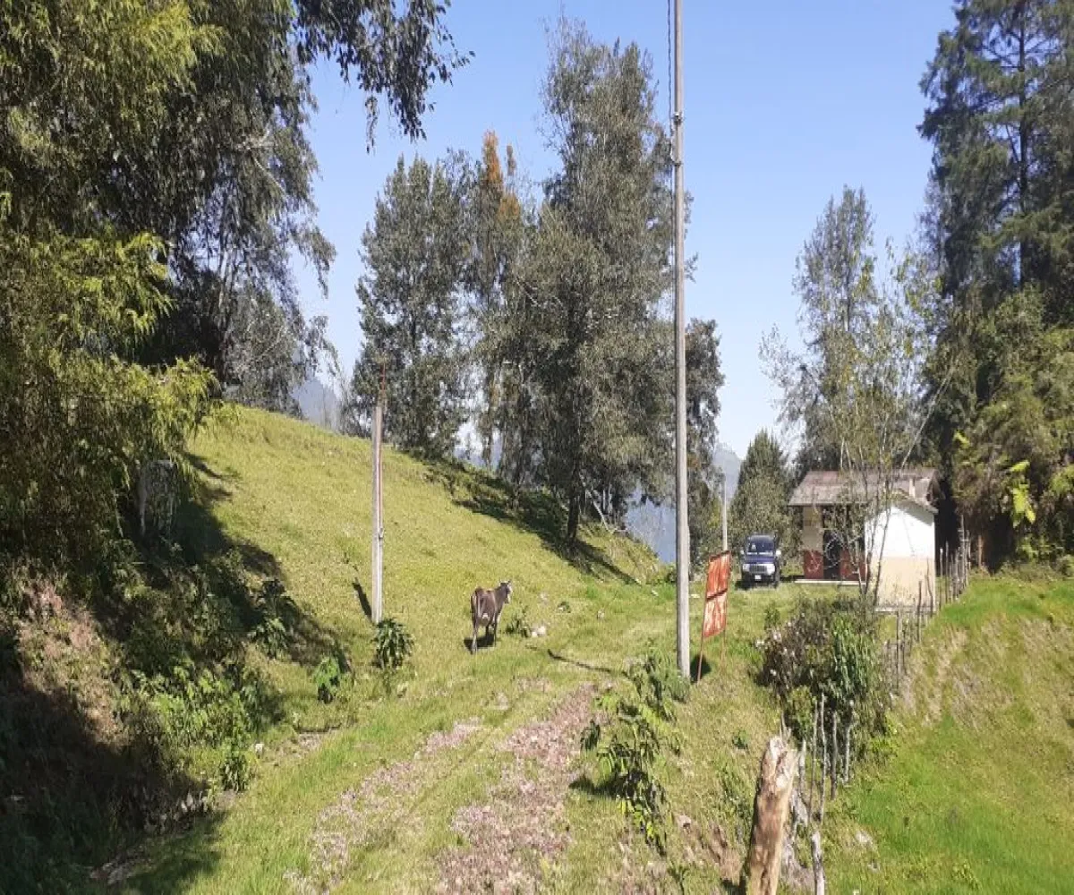 Terreno En Venta,La Viejita,LA VIEJITA S/N, Tenango de Doria, Hidalgo 43488,LA VIEJITA,1,prnZt2Z