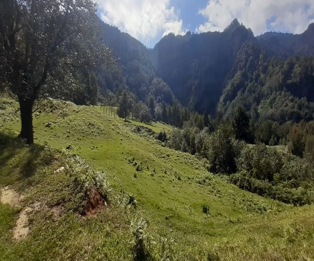 Terreno En Venta,La Viejita,LA VIEJITA S/N, Tenango de Doria, Hidalgo 43488,LA VIEJITA,1,prnZt2Z