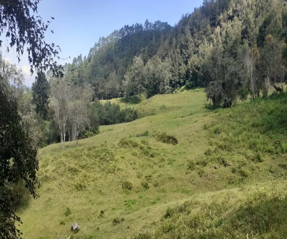 Terreno En Venta,La Viejita,LA VIEJITA S/N, Tenango de Doria, Hidalgo 43488,LA VIEJITA,1,prnZt2Z