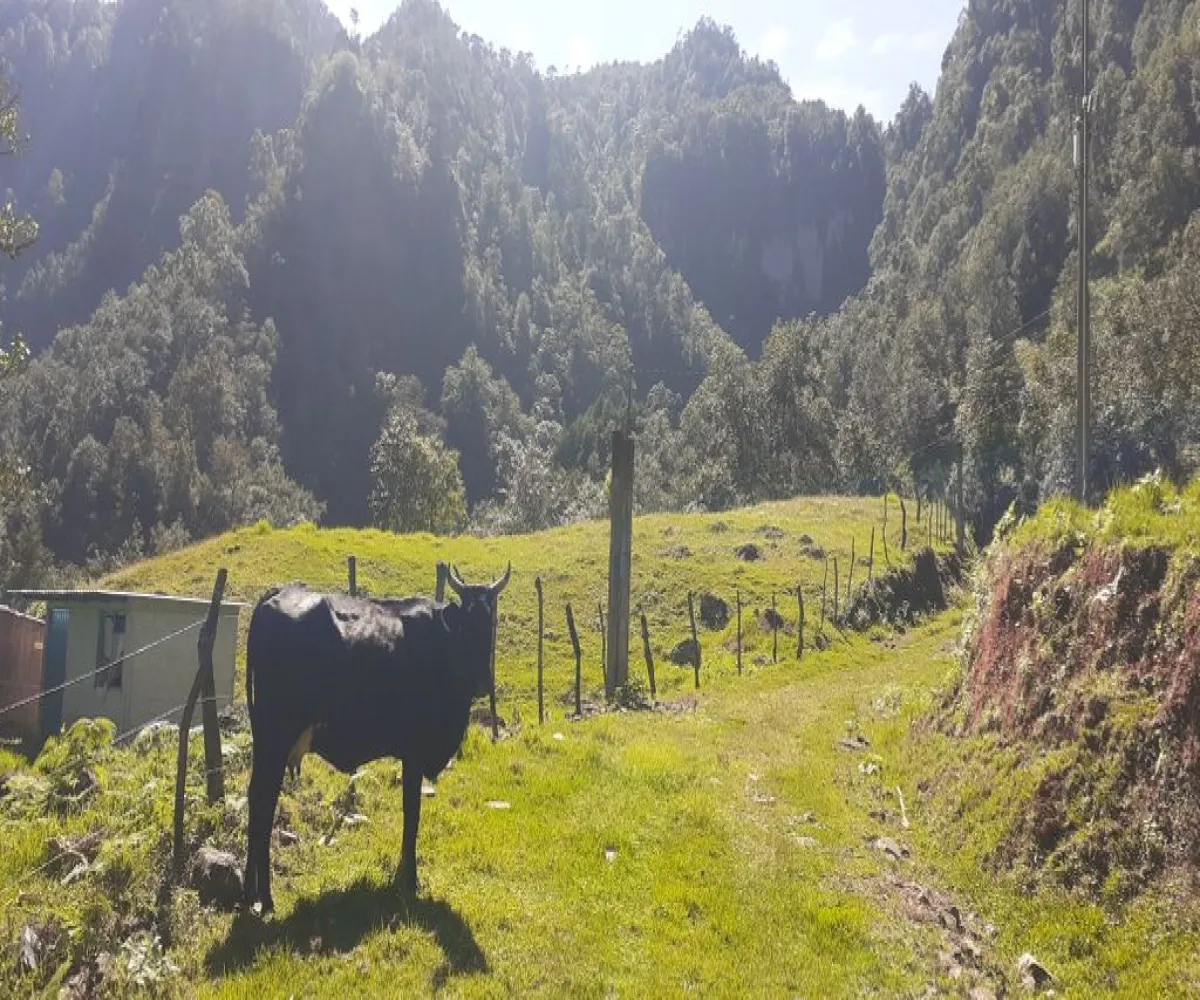 Terreno En Venta,La Viejita,LA VIEJITA S/N, Tenango de Doria, Hidalgo 43488,LA VIEJITA,1,prnZt2Z