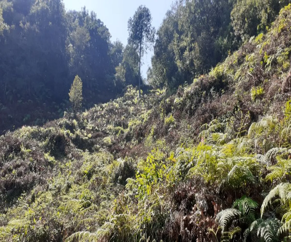 Terreno En Venta,La Viejita,LA VIEJITA S/N, Tenango de Doria, Hidalgo 43488,LA VIEJITA,1,prnZt2Z