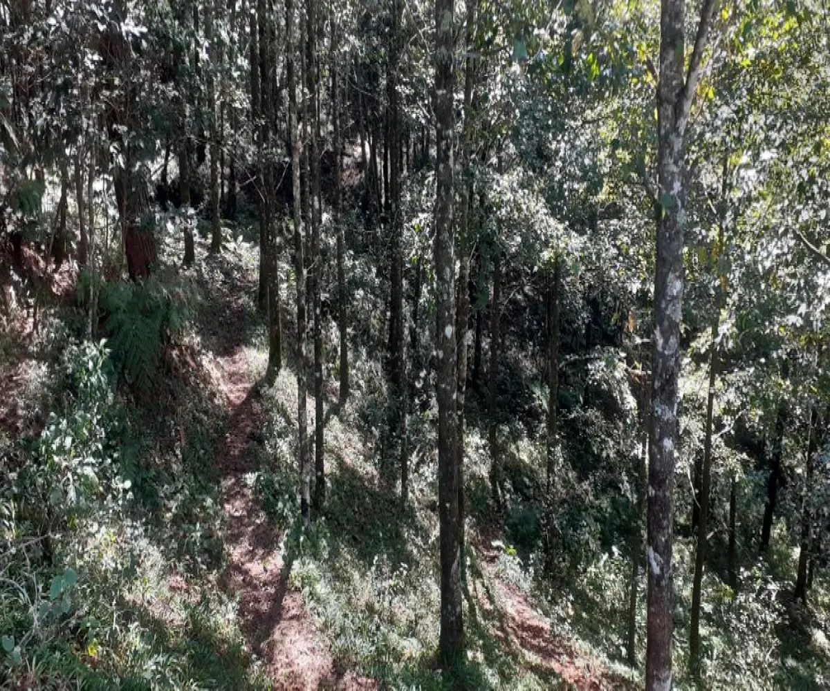 Terreno En Venta,La Viejita,LA VIEJITA S/N, Tenango de Doria, Hidalgo 43488,LA VIEJITA,1,prnZt2Z