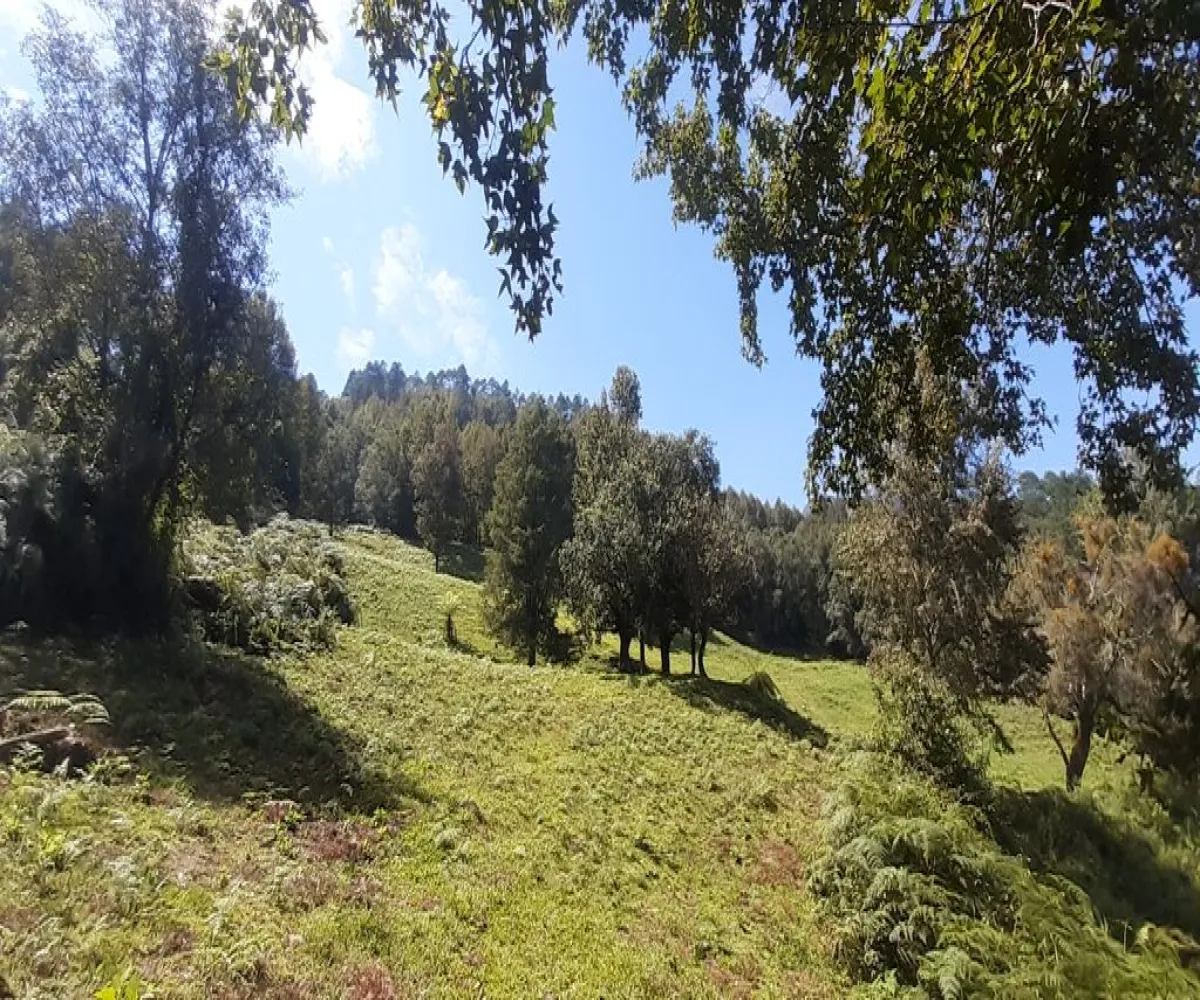 Terreno En Venta,La Viejita,LA VIEJITA S/N, Tenango de Doria, Hidalgo 43488,LA VIEJITA,1,prnZt2Z