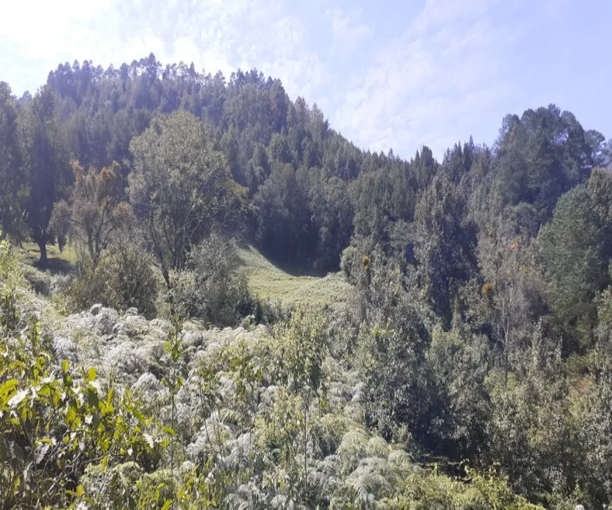 Terreno En Venta,La Viejita,LA VIEJITA S/N, Tenango de Doria, Hidalgo 43488,LA VIEJITA,1,prnZt2Z