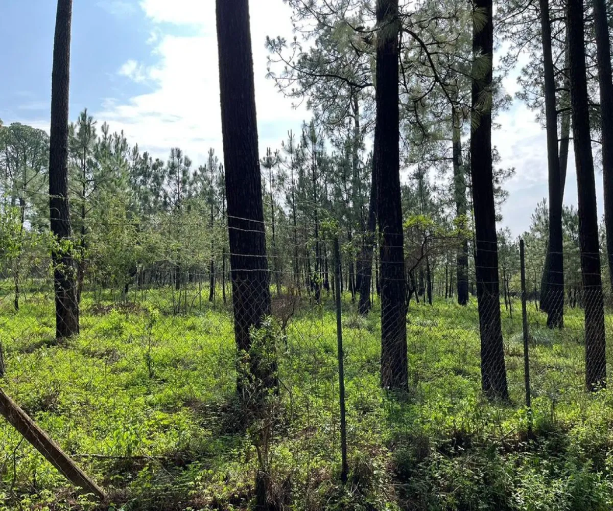 Terreno En Venta,Los Espinos,hacienda S/N, Tapalpa, Jalisco 49346,hacienda,ppAVA4F