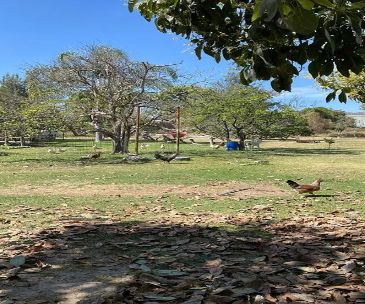 Terreno En Venta,San Agustín,Autopista Guadalara-Colima 20 2249, Tlajomulco de Zúñiga, Jalisco 45640,Autopista Guadalara-Colima,phgTW7s