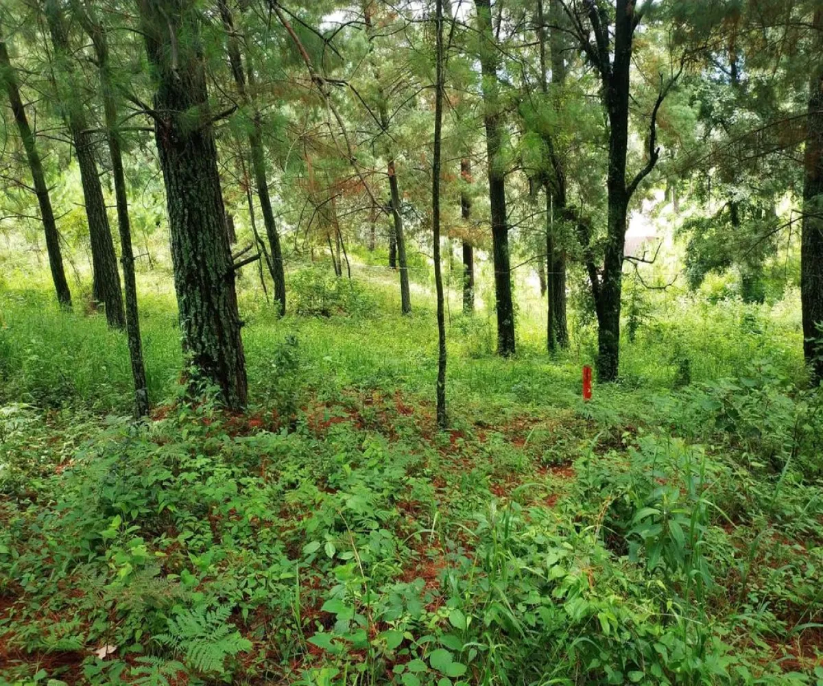 Terreno En Venta,Ojo de Agua del Mezcal,Paseo de las 4 estaciones 4, Valle de Juárez, Jalisco 49542,Paseo de las 4 estaciones ,pm0Nt80