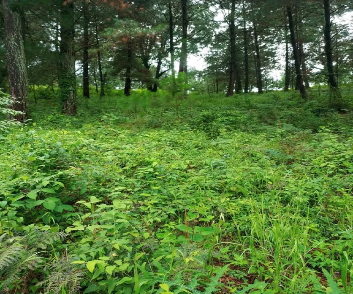 Terreno En Venta,Ojo de Agua del Mezcal,Paseo de las 4 estaciones 4, Valle de Juárez, Jalisco 49542,Paseo de las 4 estaciones ,pm0Nt80