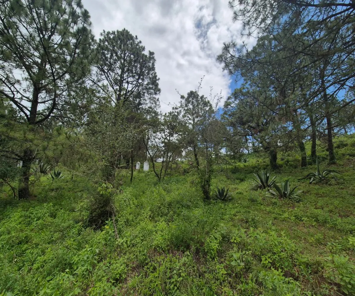 Terreno En Venta,Cuenca Luna,camino a san agustin km 0.8 S/N, Tapalpa, Jalisco 49340,camino a san agustin km 0.8,pKzlgIQ