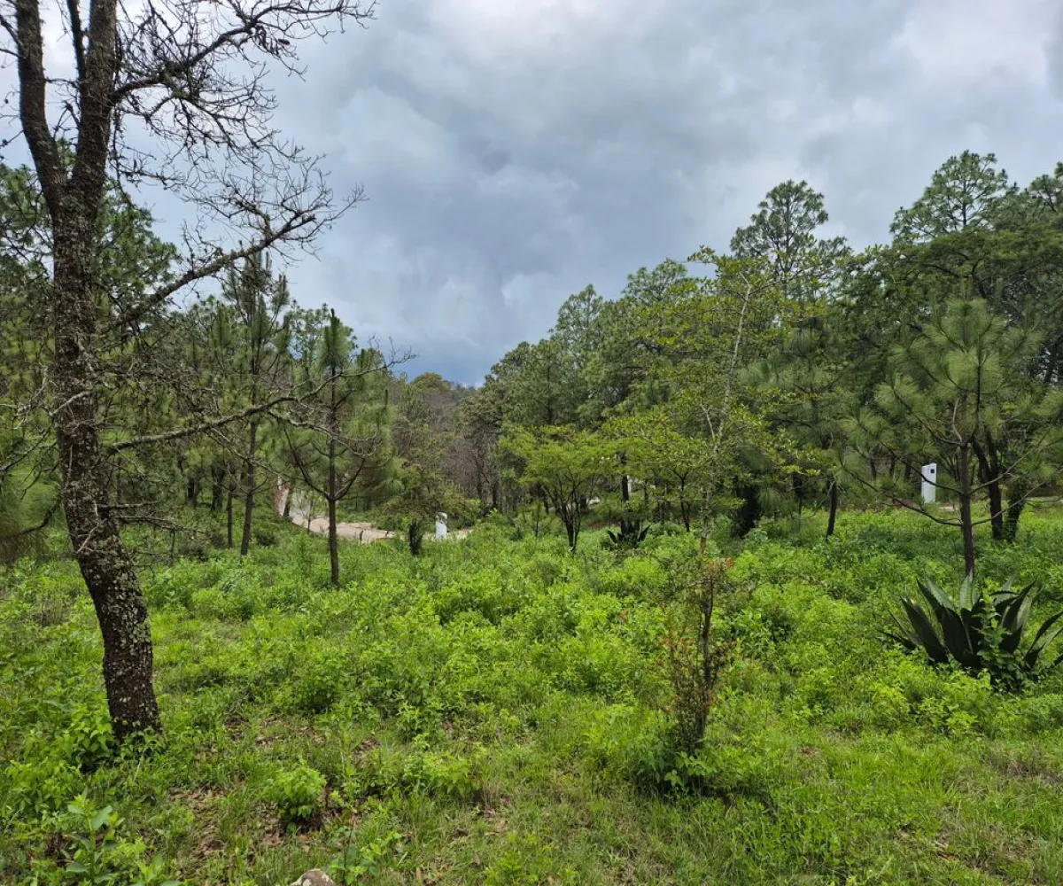 Terreno En Venta,Cuenca Luna,camino a san agustin km 0.8 S/N, Tapalpa, Jalisco 49340,camino a san agustin km 0.8,pKzlgIQ