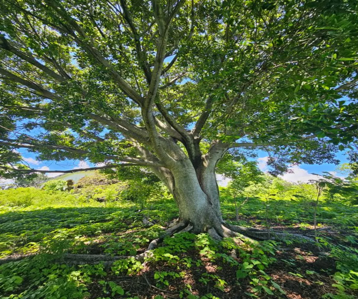 Terreno En Venta,Carretera a Palmarejo S/N, Moyahua de Estrada, Zacatecas 99998,1 Baño,Carretera a Palmarejo,1,peOyPkG