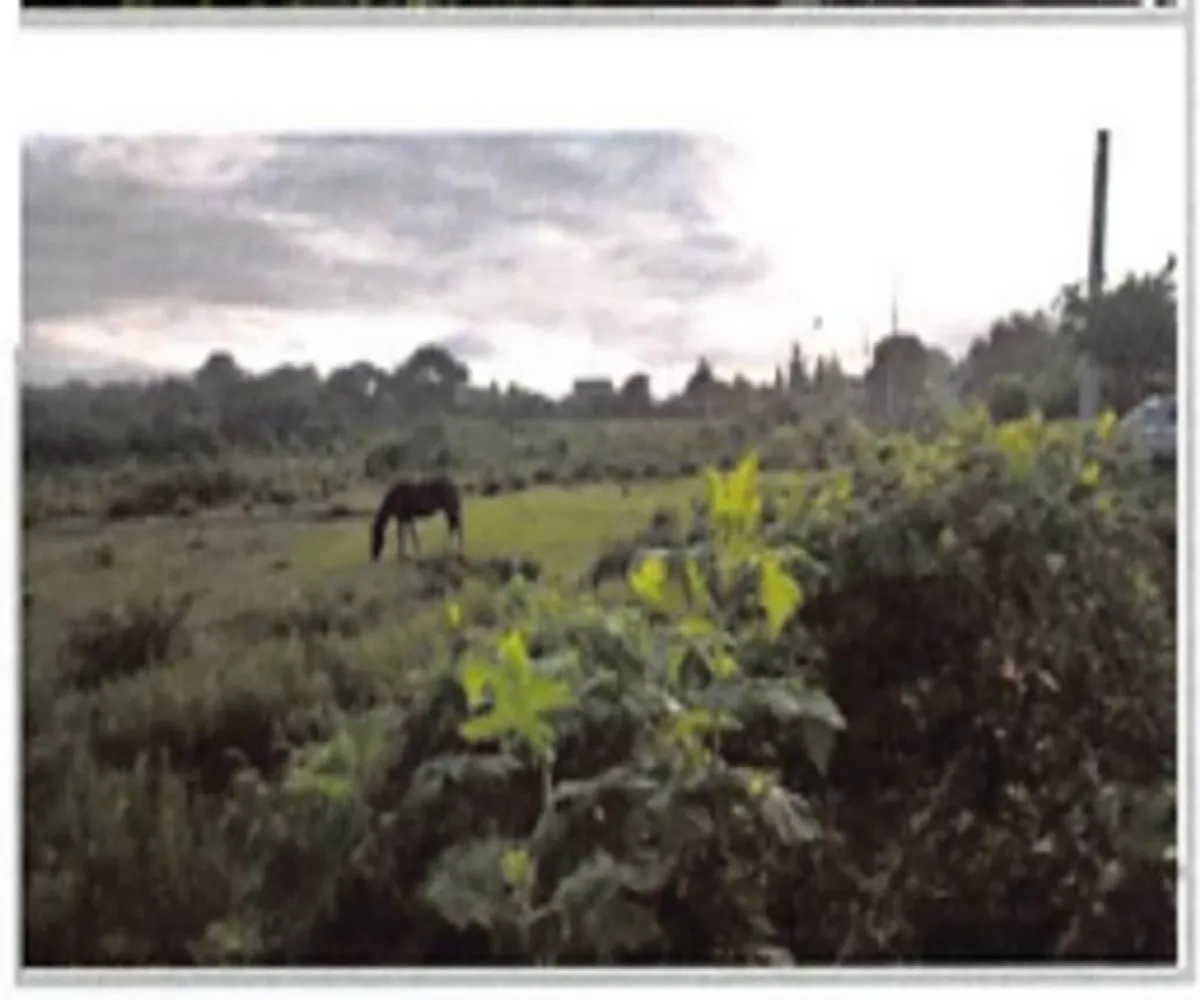 Terreno En Venta,La Tuna Manza,Los Mogotes S/N, Morelia, Michoacán de Ocampo 59100,Los Mogotes,p3Fj4ll