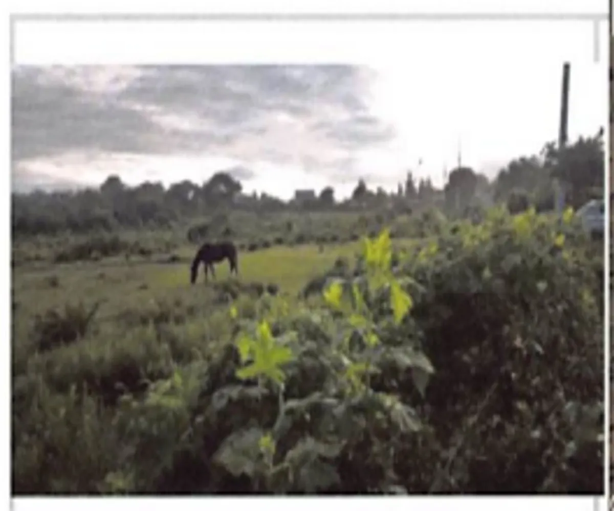 Terreno En Venta,La Tuna Manza,Los Mogotes S/N, Morelia, Michoacán de Ocampo 59100,Los Mogotes,p3Fj4ll