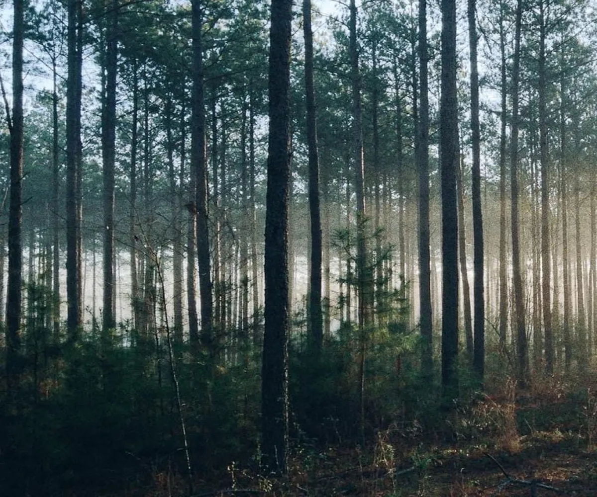 Terreno En Venta,Los Espinos,Borregos S/N, Tapalpa, Jalisco 49346,Borregos,pShHD3b