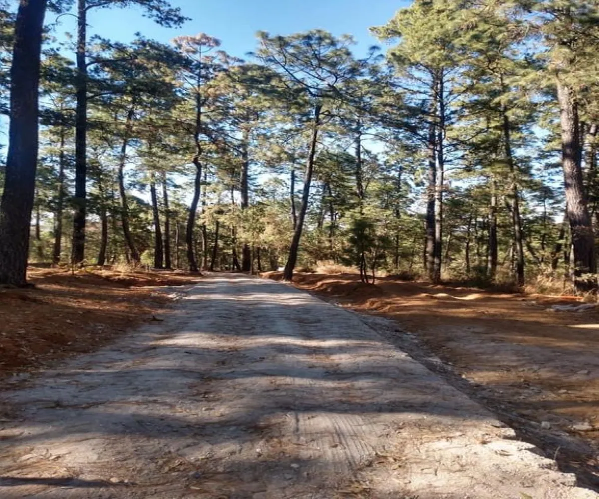 Terreno En Venta,Los Espinos,Borregos S/N, Tapalpa, Jalisco 49346,Borregos,pShHD3b