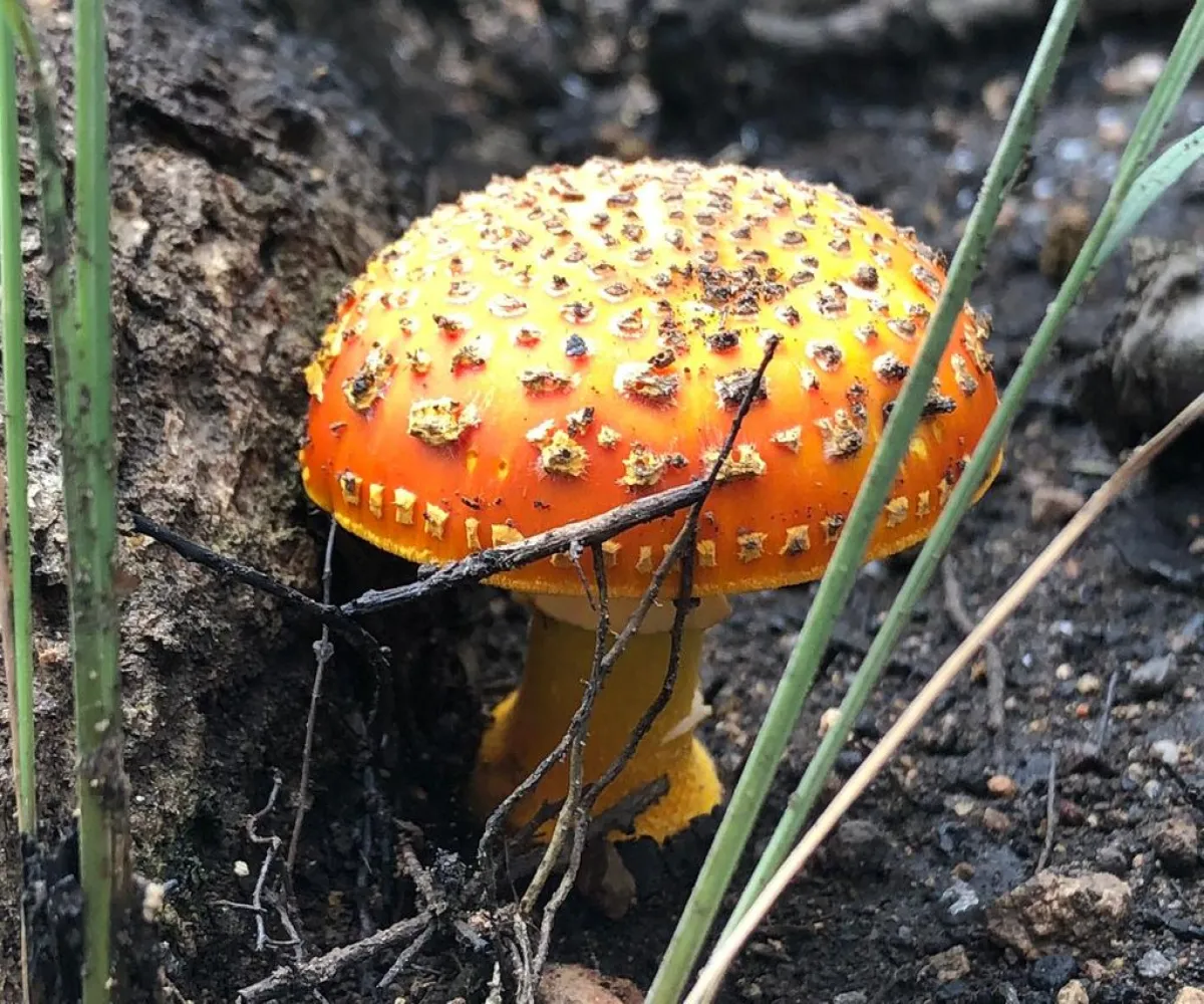 Terreno En Venta,Tala Centro,LOTE #7 DENTRO DEL PREDIO EL HUILUSTRE 1, Tala, Jalisco 45300,LOTE #7 DENTRO DEL PREDIO EL HUILUSTRE,pqVKnce