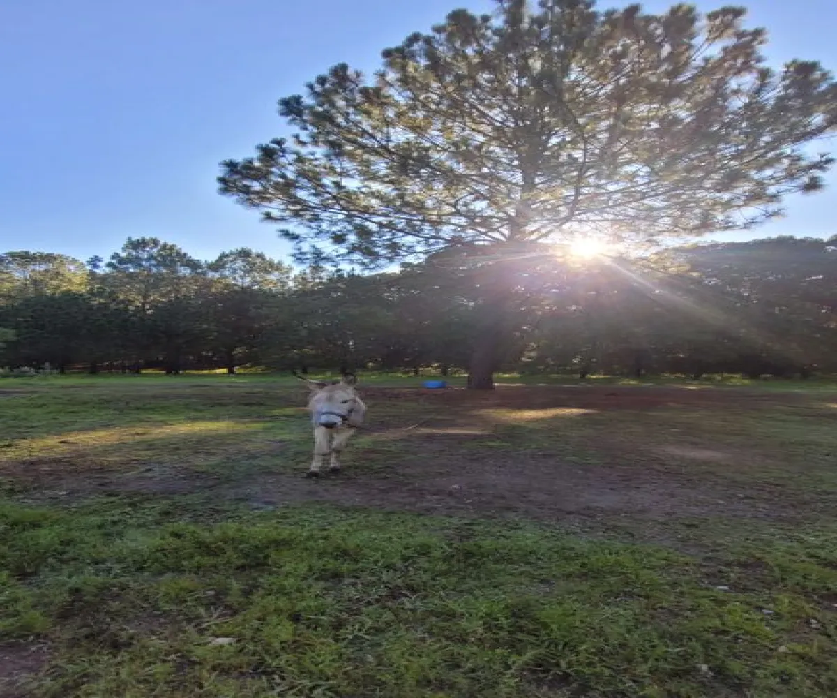 Terreno En Venta,Tala Centro,LOTE #7 DENTRO DEL PREDIO EL HUILUSTRE 1, Tala, Jalisco 45300,LOTE #7 DENTRO DEL PREDIO EL HUILUSTRE,pqVKnce