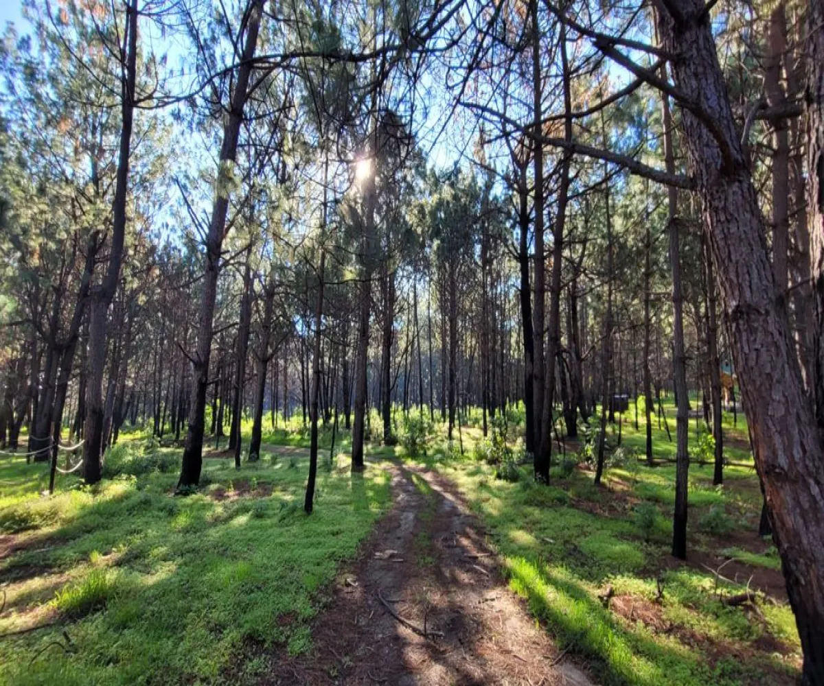Terreno En Venta,Tala Centro,LOTE #7 DENTRO DEL PREDIO EL HUILUSTRE 1, Tala, Jalisco 45300,LOTE #7 DENTRO DEL PREDIO EL HUILUSTRE,pqVKnce