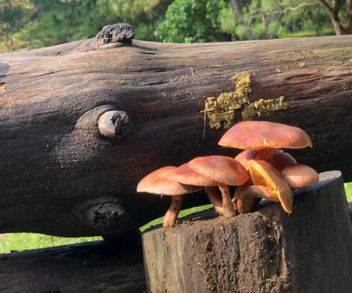 Terreno En Venta,Tala Centro,LOTE #7 DENTRO DEL PREDIO EL HUILUSTRE 1, Tala, Jalisco 45300,LOTE #7 DENTRO DEL PREDIO EL HUILUSTRE,pqVKnce