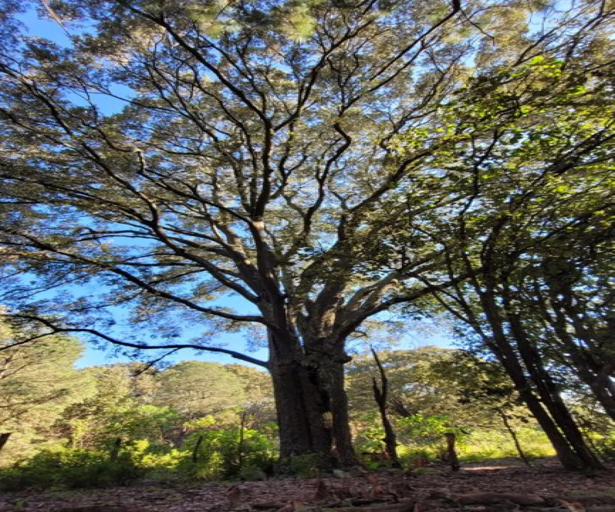 Terreno En Venta,Tala Centro,LOTE #7 DENTRO DEL PREDIO EL HUILUSTRE 1, Tala, Jalisco 45300,LOTE #7 DENTRO DEL PREDIO EL HUILUSTRE,pqVKnce