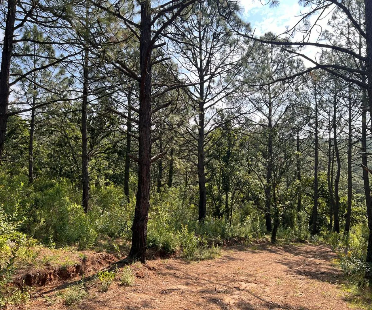 Terreno En Venta,Atacco,Calle Laurel S/N, Tapalpa, Jalisco 49340,Calle Laurel,pN7iYMA Terreno En Venta,Atacco,Calle Laurel S/N, Tapalpa, Jalisco 49340,Calle Laurel,pN7iYMA