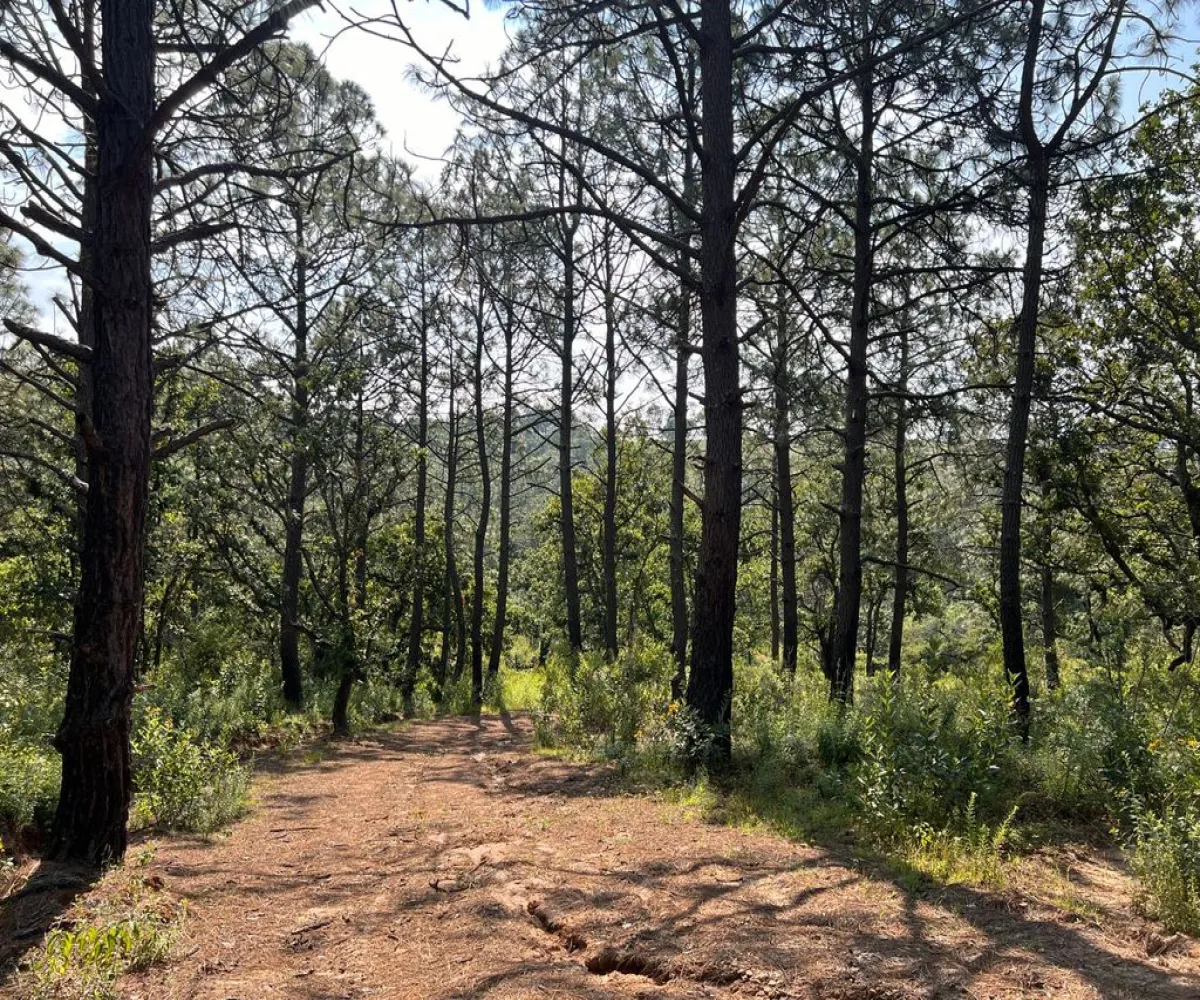 Terreno En Venta,Atacco,Calle Laurel S/N, Tapalpa, Jalisco 49340,Calle Laurel,pN7iYMA Terreno En Venta,Atacco,Calle Laurel S/N, Tapalpa, Jalisco 49340,Calle Laurel,pN7iYMA